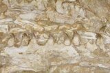Fossil Mosasaur Jaws (Halisaurus) - Morocco #113039-6